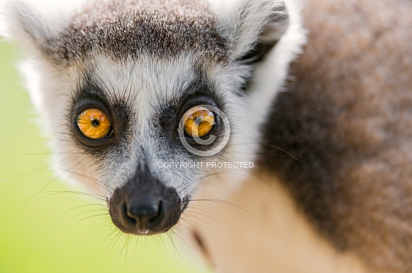 Catta Lemur