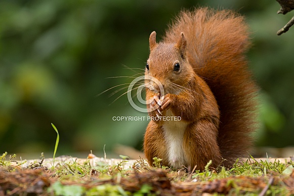 Red Squirrel Red Squirrel