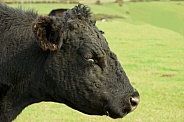 Black Cow