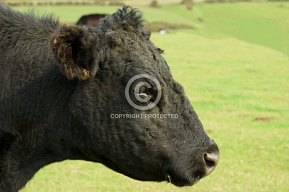 Black Cow