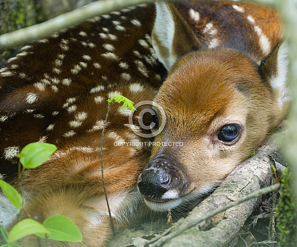 White tailed Deer