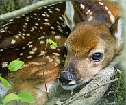 White tailed Deer