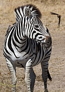 Zebra and Yellow-billed Oxpeckers