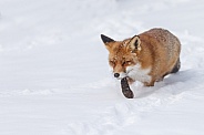 Red fox in wintertime.