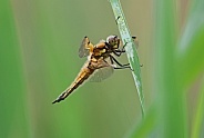 Four spotted Chaser