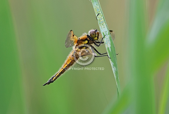 Four spotted Chaser