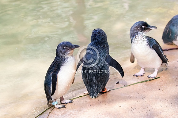 Little penguins