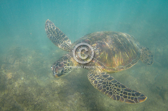 Hawaiian Green Sea Turtle Hawaiian Green Sea Turtle