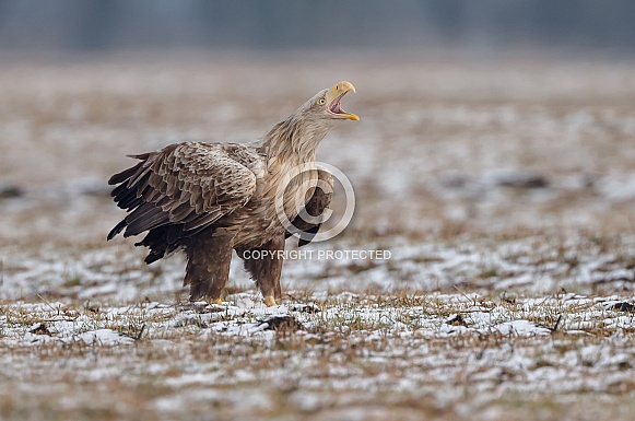 White tailed eagle or European Eagle