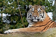 Siberian Tiger