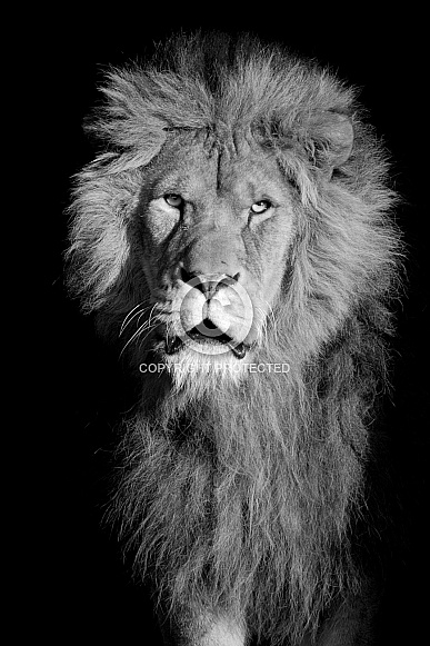 African Lion African Lion