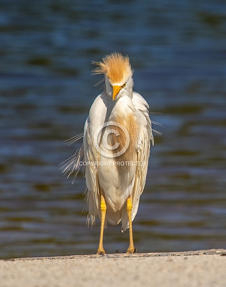 Cattle Egret Cattle Egret
