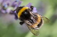 Bumblebee wings