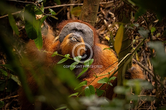 Sumatran orangutan in the jungle.