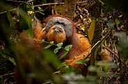 Sumatran orangutan in the jungle.