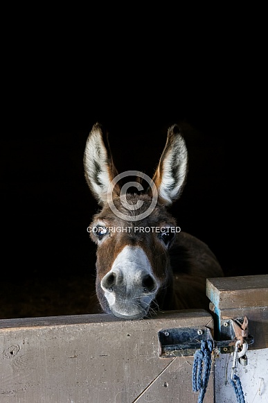 Can I have a piece of carrot please?