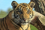 Sumatran Tiger Cub