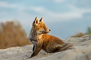 Red Fox cub in nature