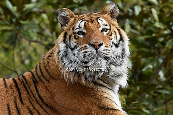 Siberian Tiger