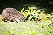 Parma wallaby