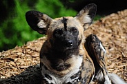 African Wild Dog (Lycaon pictus)