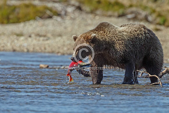 Grizzly Bear caught a fish