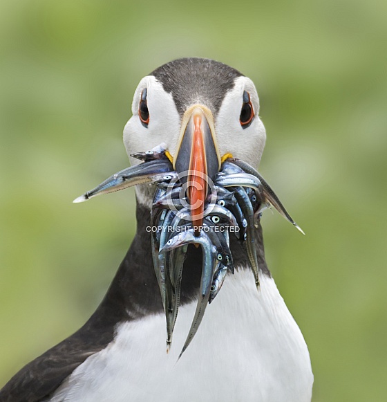 Puffin