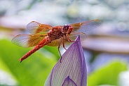 Dragonfly-Flame Skimmer
