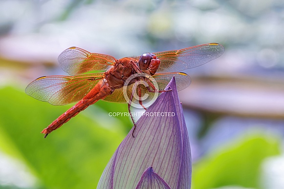 Dragonfly-Flame Skimmer Dragonfly-Flame Skimmer