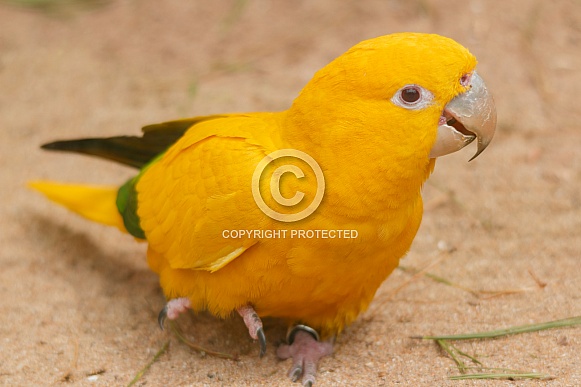 Golden Conure close up Golden Conure close up