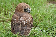 Cuckoo Owl
