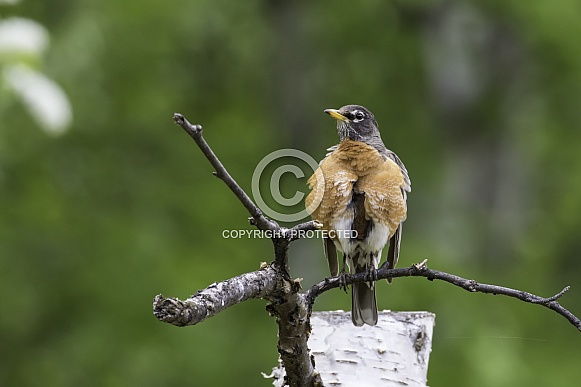 An American Robin in Alaska