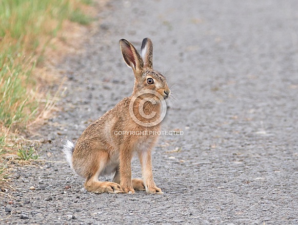 Brown Hare