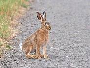 Brown Hare