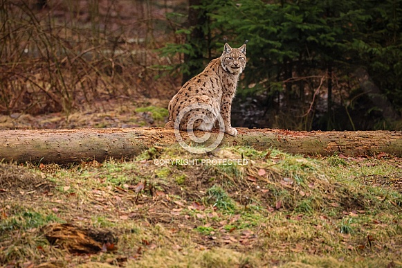 Eurasian lynx in the nature habitat. Beautiful and charismatic animal. Wild Europe. European wildlife. Animals in european forests. Lynx lynx.