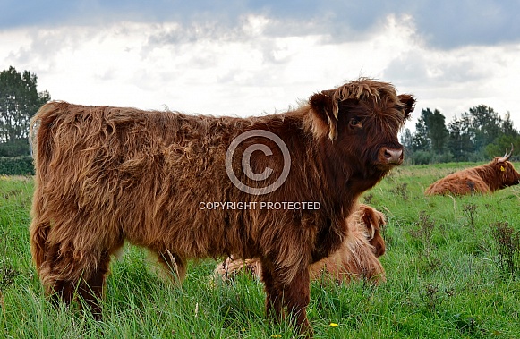 Highland Cow