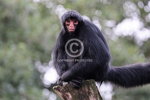 red-faced spider monkey (Ateles paniscus)