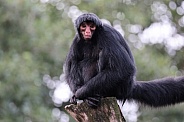 red-faced spider monkey (Ateles paniscus)
