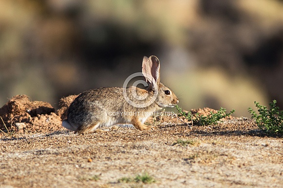 Desert Cottontail Rabbit Desert Cottontail Rabbit