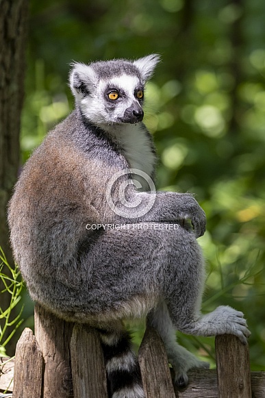 Ring Tailed Lemur (lemur catta) Ring Tailed Lemur (lemur catta)