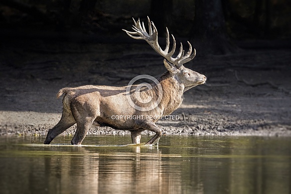 Red deer