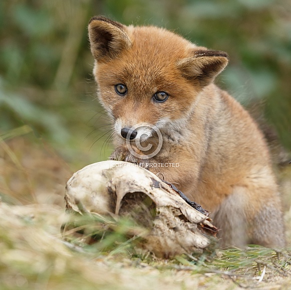 Red fox cubs Red fox cubs