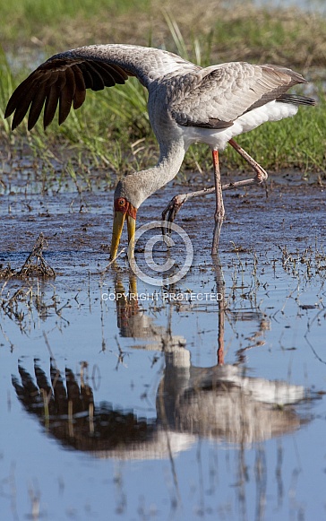 Yellow-billed Stork - Okavango Delta - Botswana