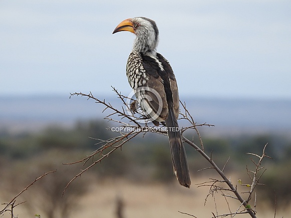 Yellow-billed hornbill