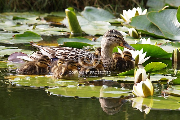 The mallard or wild duck (Anas platyrhynchos)