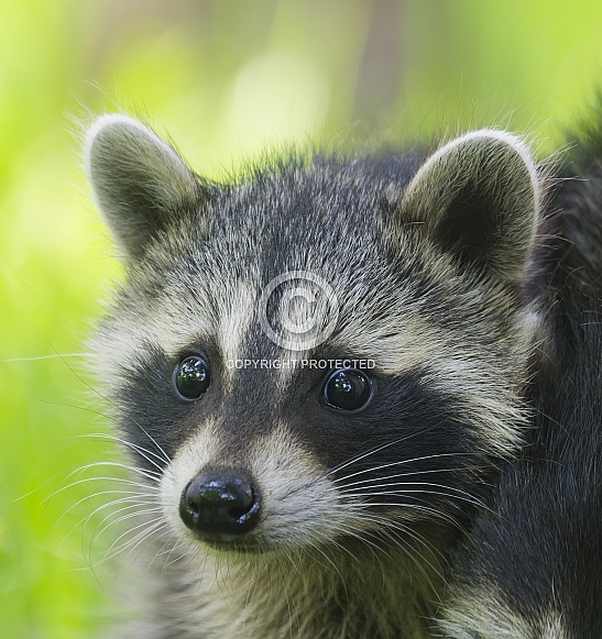 Raccoons