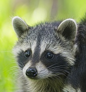 Raccoons