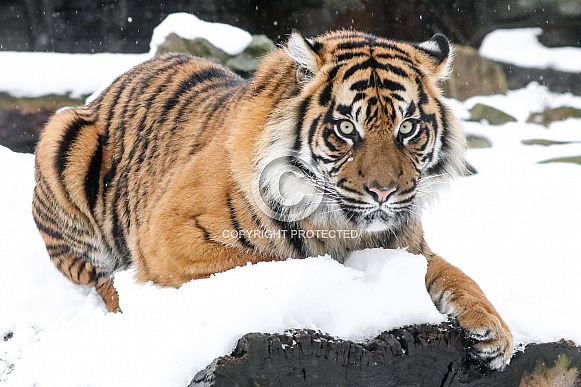 Sumatran tiger