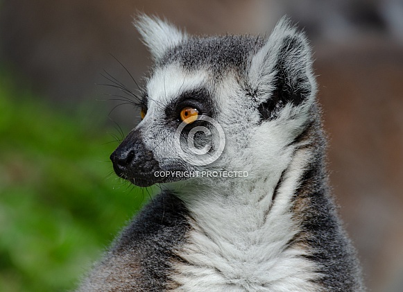 Ring-tailed lemur