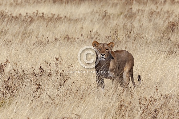Lioness - Etosha National Park - Namibia Lioness - Etosha National Park - Namibia